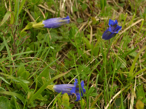 Foto Cupe Gentiana (c) Lucian Petru Goja